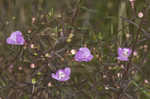 Slenderleaf false foxglove